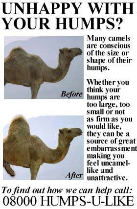 camel0qh.jpg